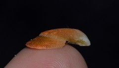 Septifer bilocularis