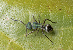 Polyrhachis hookeri