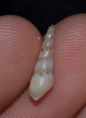 Thiaridae