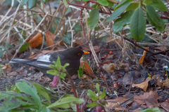 Turdus merula
