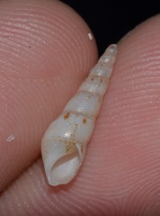 Thiaridae