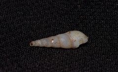 Thiaridae