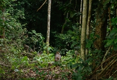 Mandrillus sphinx