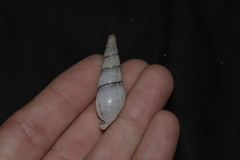 Thiaridae