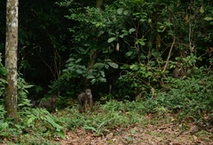Mandrillus sphinx
