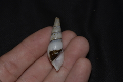 Thiaridae