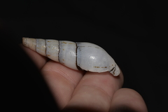 Thiaridae