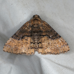 Aporoctena