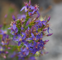 Calytrix leschenaultii