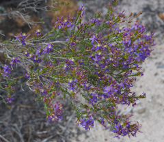 Calytrix leschenaultii