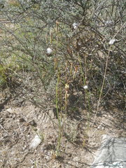 Moraea inconspicua