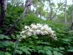 Actaea simplex