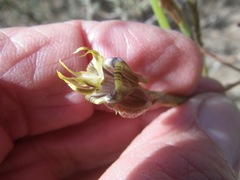 Moraea inconspicua