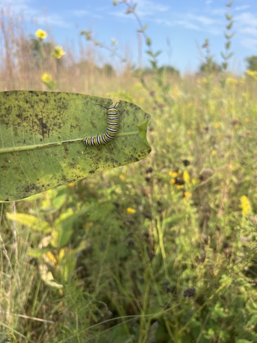 Migratory Monarch photographed in Missouri