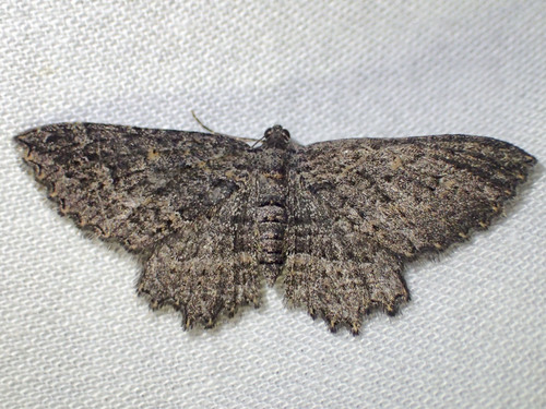 Eccymatoge morphna