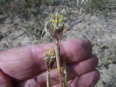 Moraea inconspicua