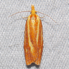 Sparganothis tristriata