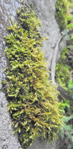 Palamocladium