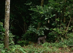 Mandrillus sphinx