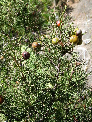 Canary Juniper