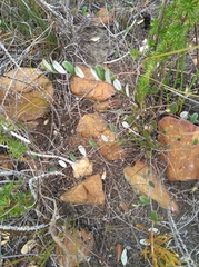 Indigofera potbergensis