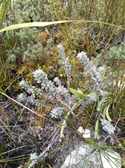 Indigofera spectabilis