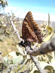 Charaxes pelias
