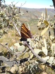 Charaxes pelias