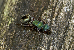 Polyrhachis hookeri