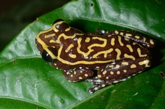 Hyperolius pardalis