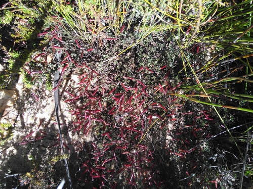Image of Indigofera swartbergensis by (c) Brian du Preez, some rights reserved (CC BY-SA)