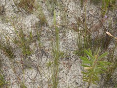 Spatalla racemosa