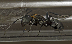 Polyrhachis ornata