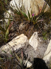 Indigofera rhodantha