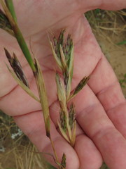 Cymbopogon marginatus