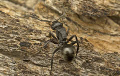 Polyrhachis phryne