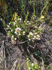 Erica stylaris