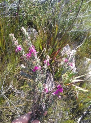 Indigofera rhodantha