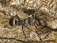 Polyrhachis phryne