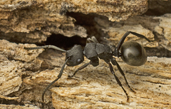 Polyrhachis phryne