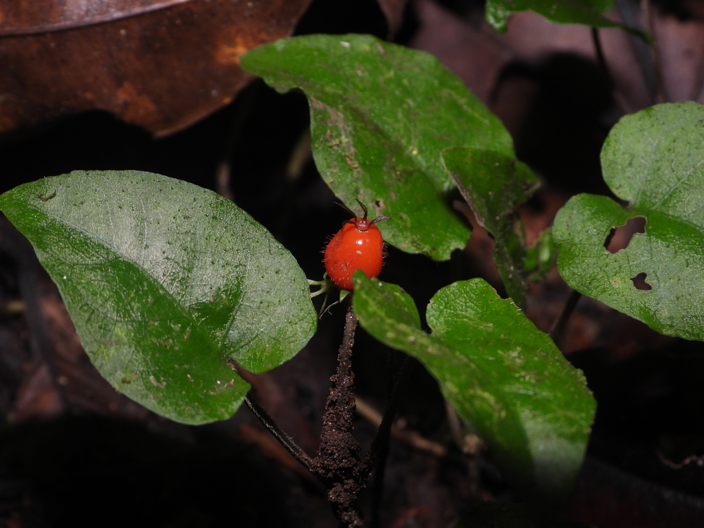 Geophila tenuis