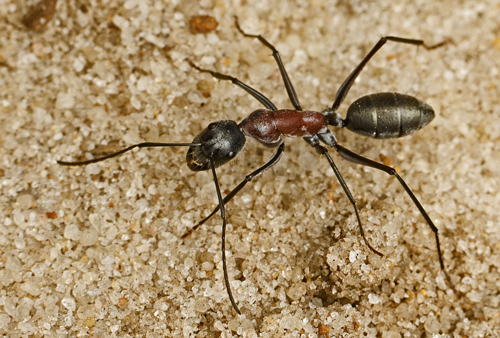 Carpenter and Sugar Ants from Kalgan WA 6330, Australia on May 12, 2019 ...