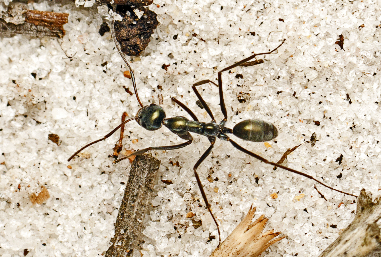 Iridomyrmex longisoma