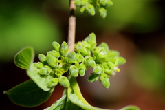 Afrocanthium gilfillanii