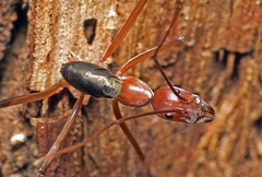 Leptomyrmex tibialis