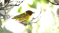 Setophaga petechia bryanti