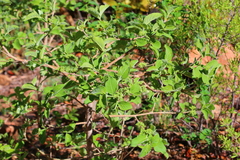 Afrocanthium gilfillanii