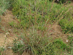 Cymbopogon marginatus