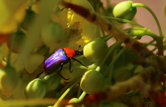 Leucocelis amethystina
