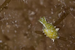 Oxynoe viridis